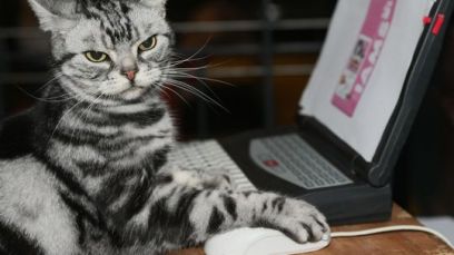 cat-content-540x304[1]